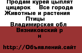 Продам курей цыплят,цицарок. - Все города Животные и растения » Птицы   . Владимирская обл.,Вязниковский р-н